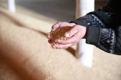 В Улытау засеяно более 32 тыс. га