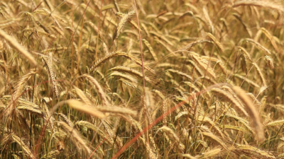 Вице-премьер Жумангарин: &laquo;Ситуация, когда зерно гниет, &ndash; нормальное явление&raquo;