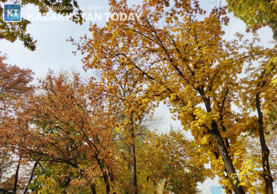 Активисты готовят петицию против благоустройства рощи Баума в Алматы