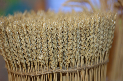 На 40% выросли перевозки зерновых грузов в Казахстане