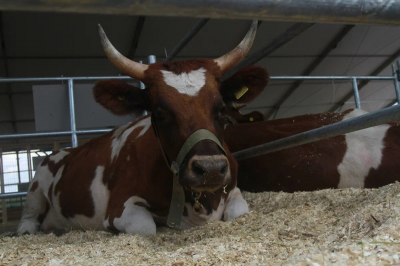 Татарстан вводит запрет на ввоз скота из-за опасных болезней животных в регионах