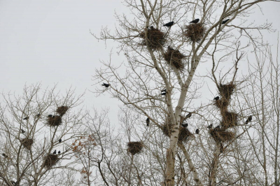Орнитолог: В этом году грачи вернулись в Казань позднее, чем обычно