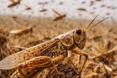 В Татарстане не прогнозируют нашествие саранчи в 2026 году